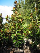 Magnolia Grandiflora Ferruginea